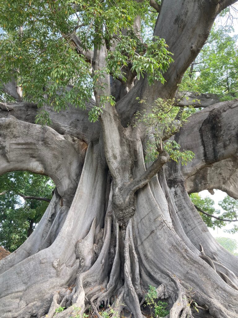 afrique